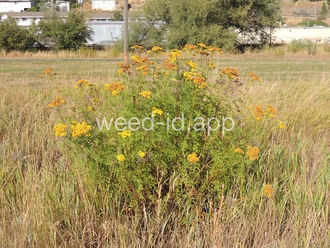 tansy, common